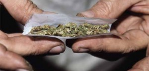 Czy Kruszenie Marihuany Sprawi, że THC Dostanie Się do Organizmu?, jamaica.com.pl