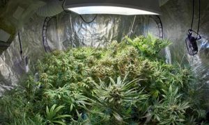 Jak utrzymać zapach marihuany pod kontrolą?, jamaica.com.pl