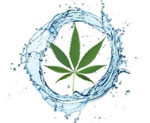 Woda deszczowa przy uprawie cannabisu, jamaica.com.pl