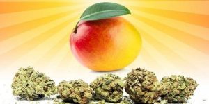 Jak mango może zwiększyć haj?, jamaica.com.pl