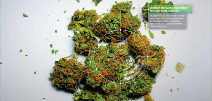 PotBotics Przeanalizuje Twój Mózg i Wybierze Idealną Odmianę Marihuany Dla Ciebie, jamaica.com.pl