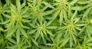 Dania legalizuje uprawę medycznej marihuany, jamaica.com.pl