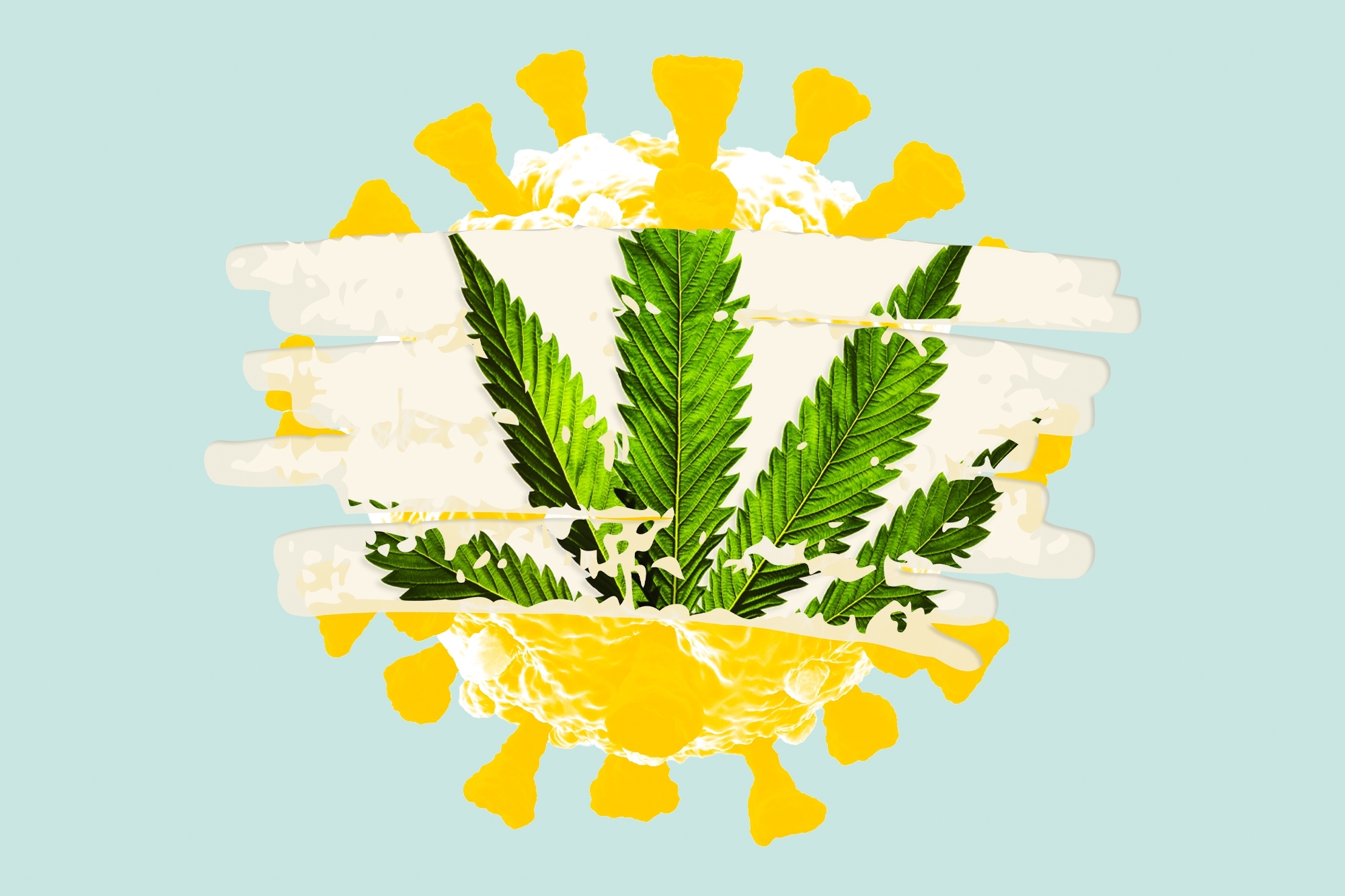 Badania Nad Wykorzystaniem Marihuany w Walce z Koronawirusem, jamaica.com.pl